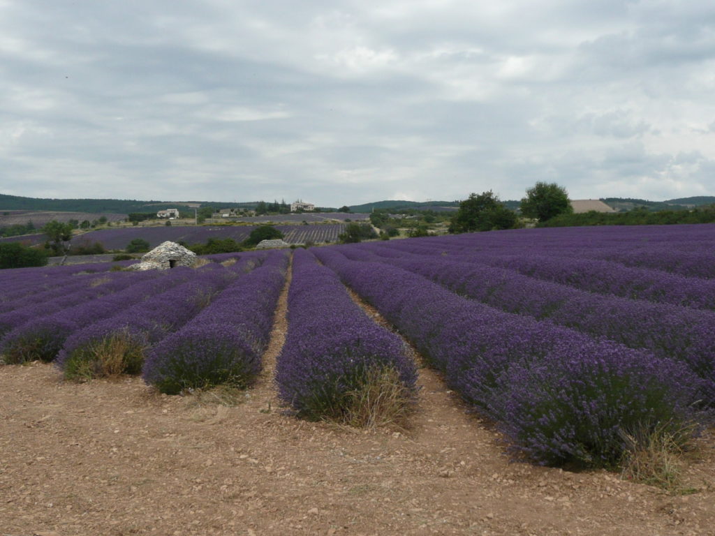 Champ de lavandes